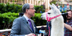 Fox anchor having a moment with a llama.